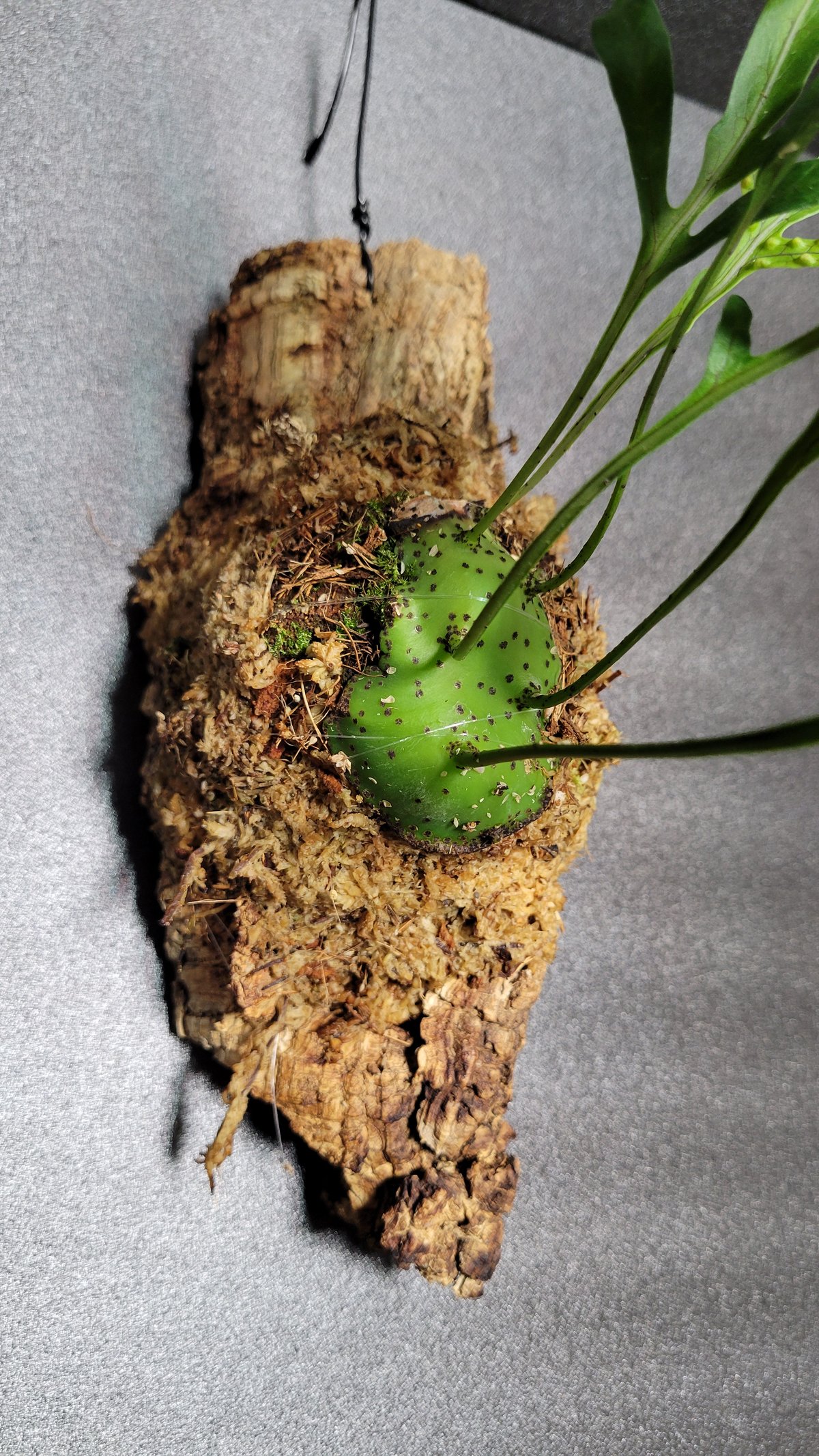 Lecanopteris mirabilis [ レカノプテリス・ミラビリス