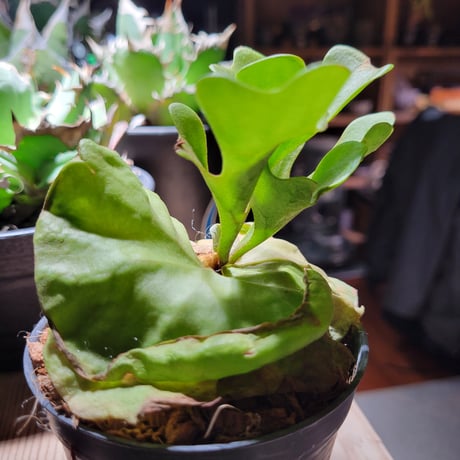 リドレイ ドワーフ  Platycerium ridleyi Dwarf