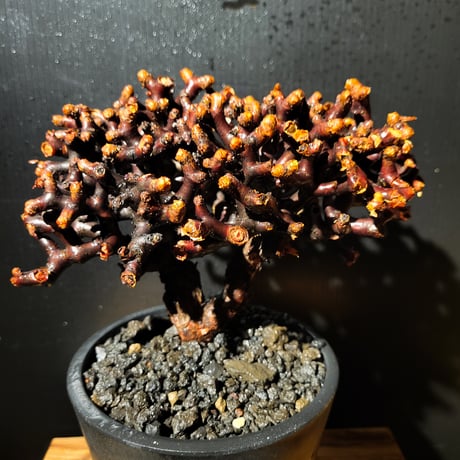 Pelargonium mirabile