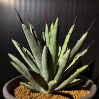 アガベ・マクロアカンサ （Agave  macroacantha）