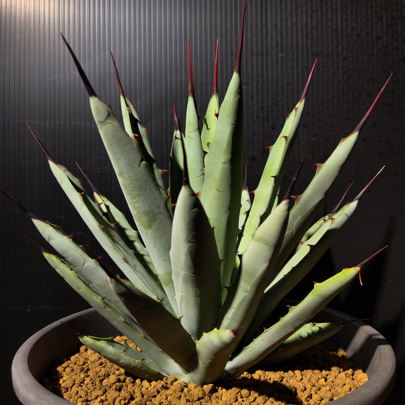 アガベ・マクロアカンサ （Agave macroacantha） | ガレージ