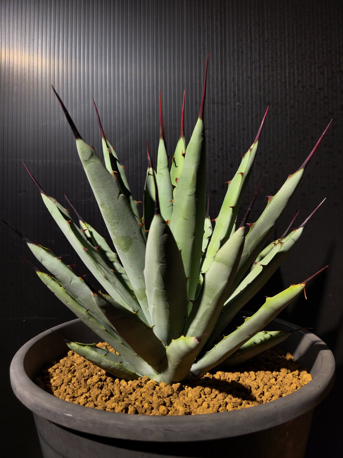 アガベ・マクロアカンサ （Agave macroacantha） | ガレージプラス Woo
