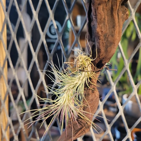 "Tillandsia funckiana"