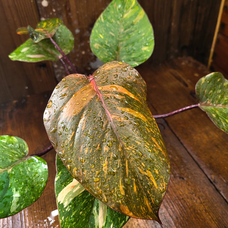 フィロデンドロン オレンジプリンセス ギャラクシー Philodendron