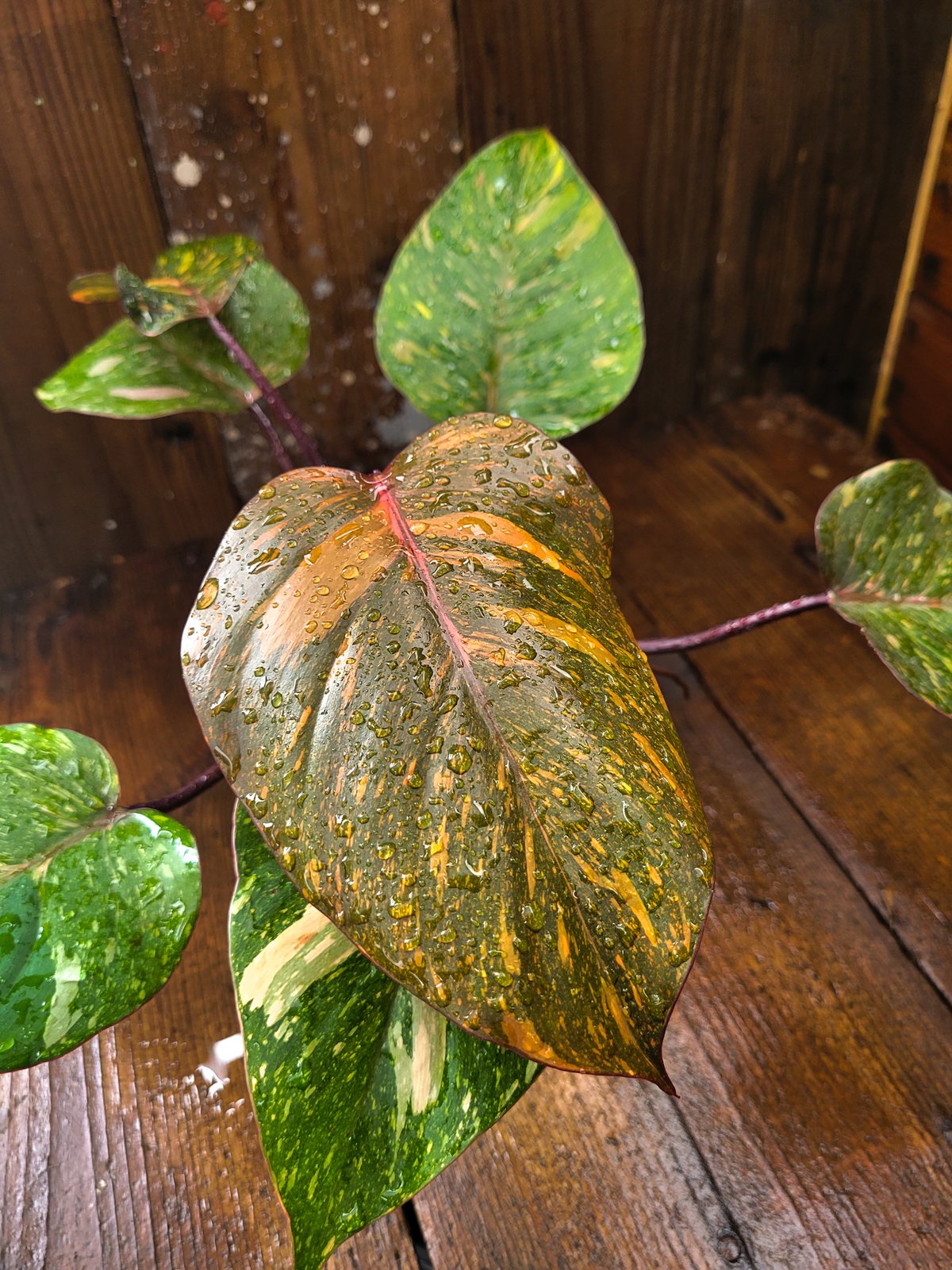 フィロデンドロン オレンジプリンセス ギャラクシー Philodendron