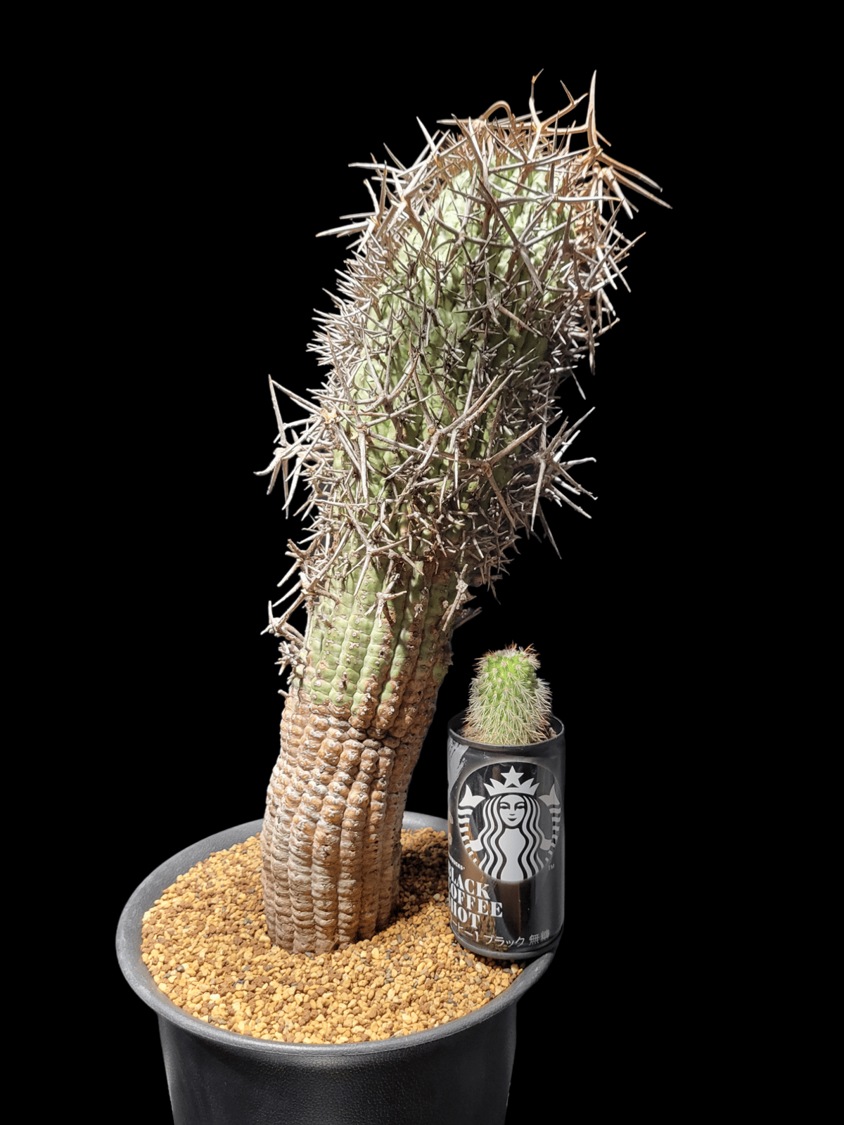 ユーフォルビア 群星冠 メス ♀ Euphorbia stellispina ながさ ユーフォルビア 群星冠 メス ♀ Euphorbia stellispina ながさ