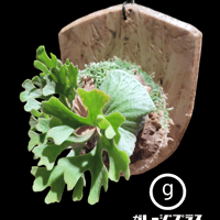 ridleyi dwarf 'Silver'