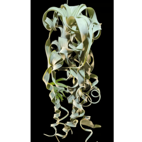 "Tillandsia Curly Slim" （チランジアカーリースリム)