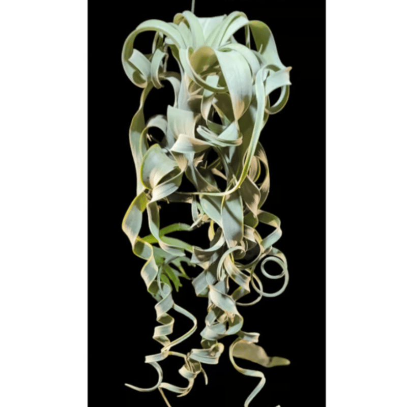 Tillandsia Curly Fatso チランジア　カーリーファッツォ Tillandsia Curly Fatso チランジア カーリーファッツォ - メルカリ