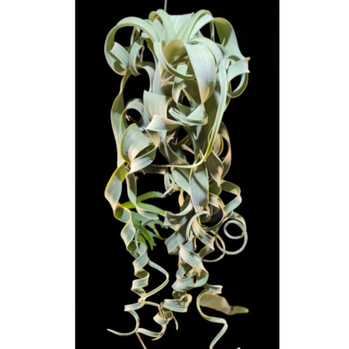 Tillandsia Curly Slim