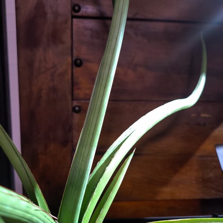 サンスベリア  ダンシングドラゴン Sansevieria Dancing Dragon
