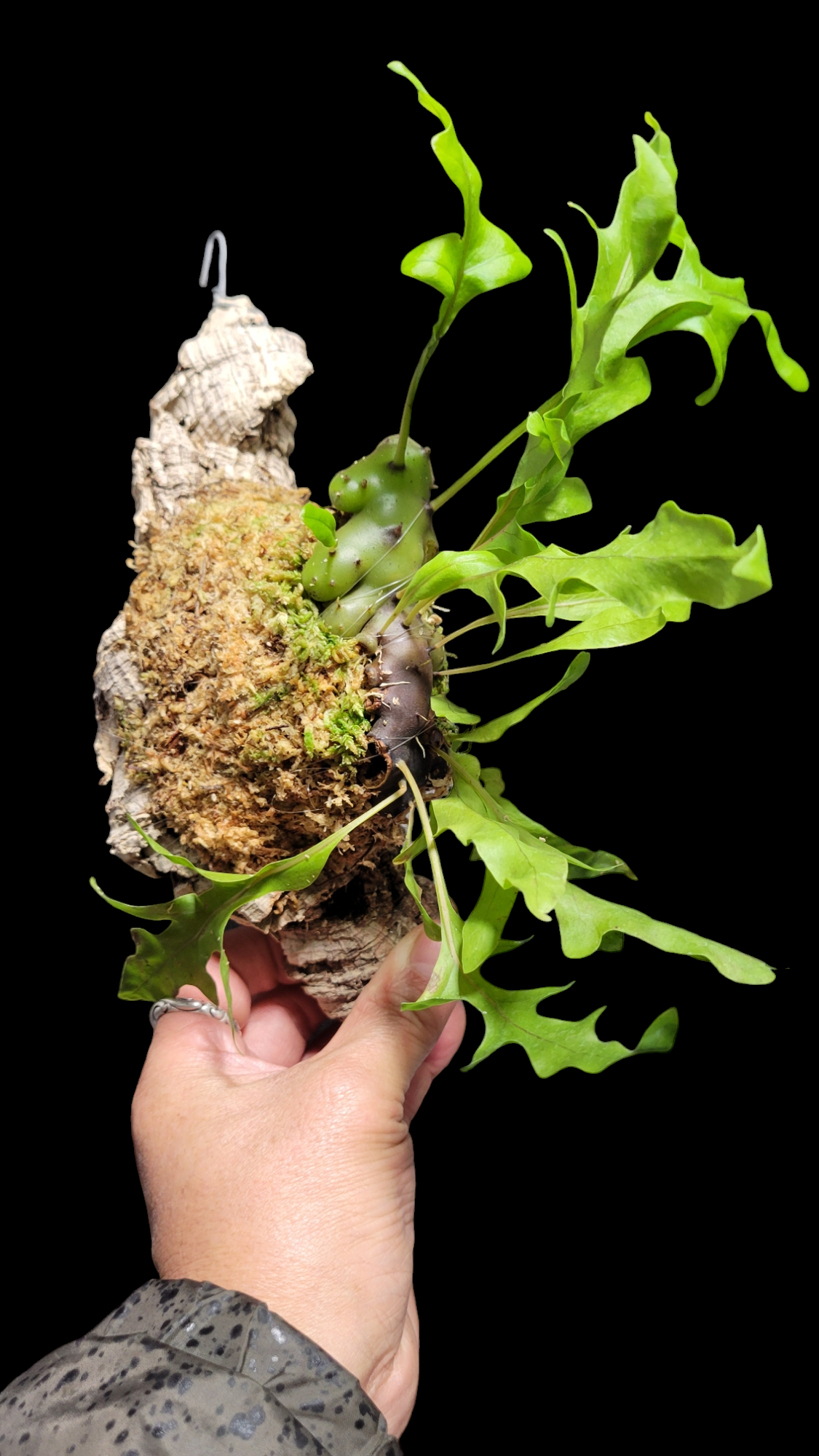 Lecanopteris carnosa Minahasa, Manado, North Su