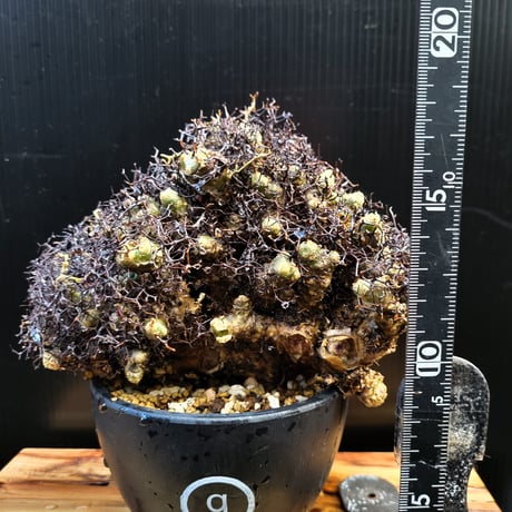 Tylecodon reticulatus