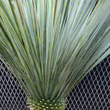 ユッカ ロストラータ　 Yucca rostrata　B