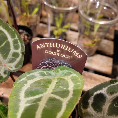 Anthurium 'Michelle' by DOCBLOCK アンスリウム　ミシェル