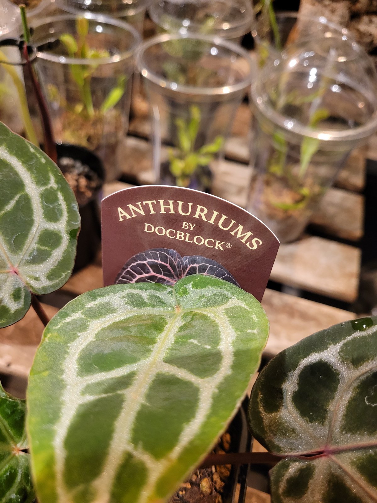 Anthurium 'Michelle' by DOCBLOCK アンスリウム ミシェル |