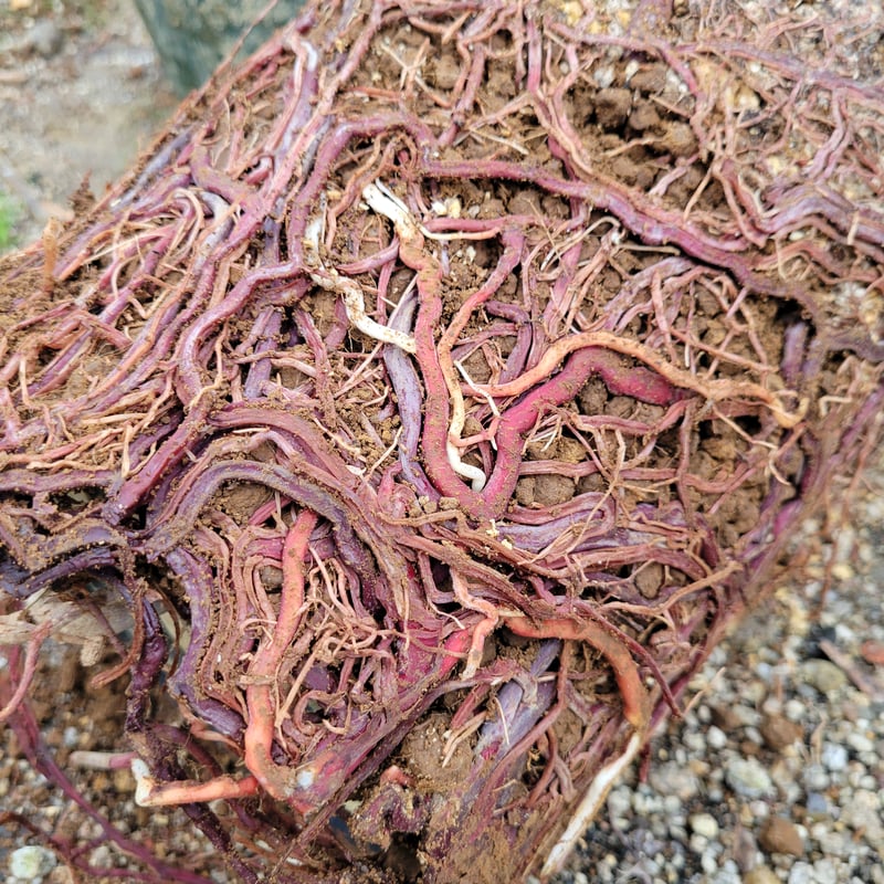 ユッカ ロストラータ Yucca rostrata 1 | ガレージプラス Wood&Works