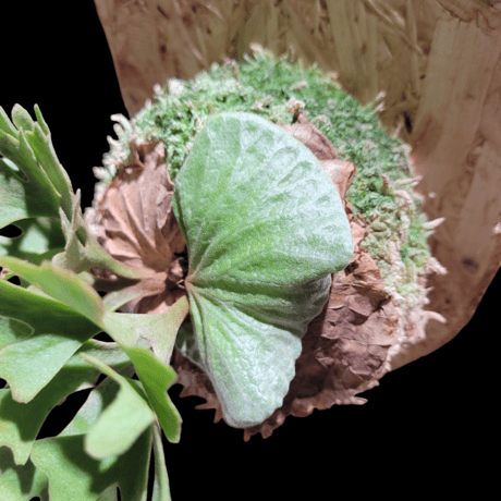 ridleyi dwarf 'Silver'