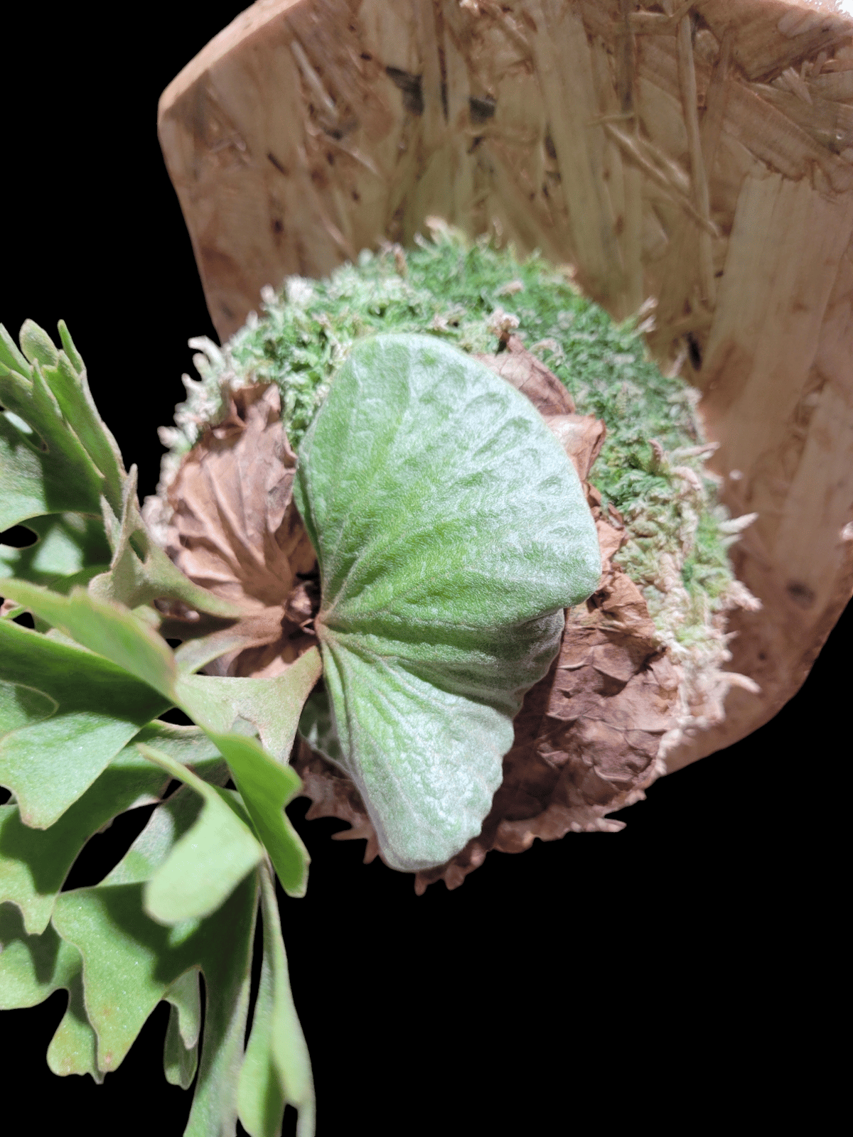 P.ridleyi dwarf silver 327 『おまとめ買い』 P.ridleyi dwarf silver 327 『おまとめ買い』 - メルカリ