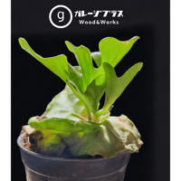 リドレイ ドワーフ  Platycerium ridleyi Dwarf