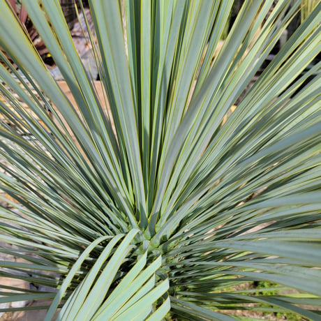 ユッカ ロストラータ　 Yucca rostrata