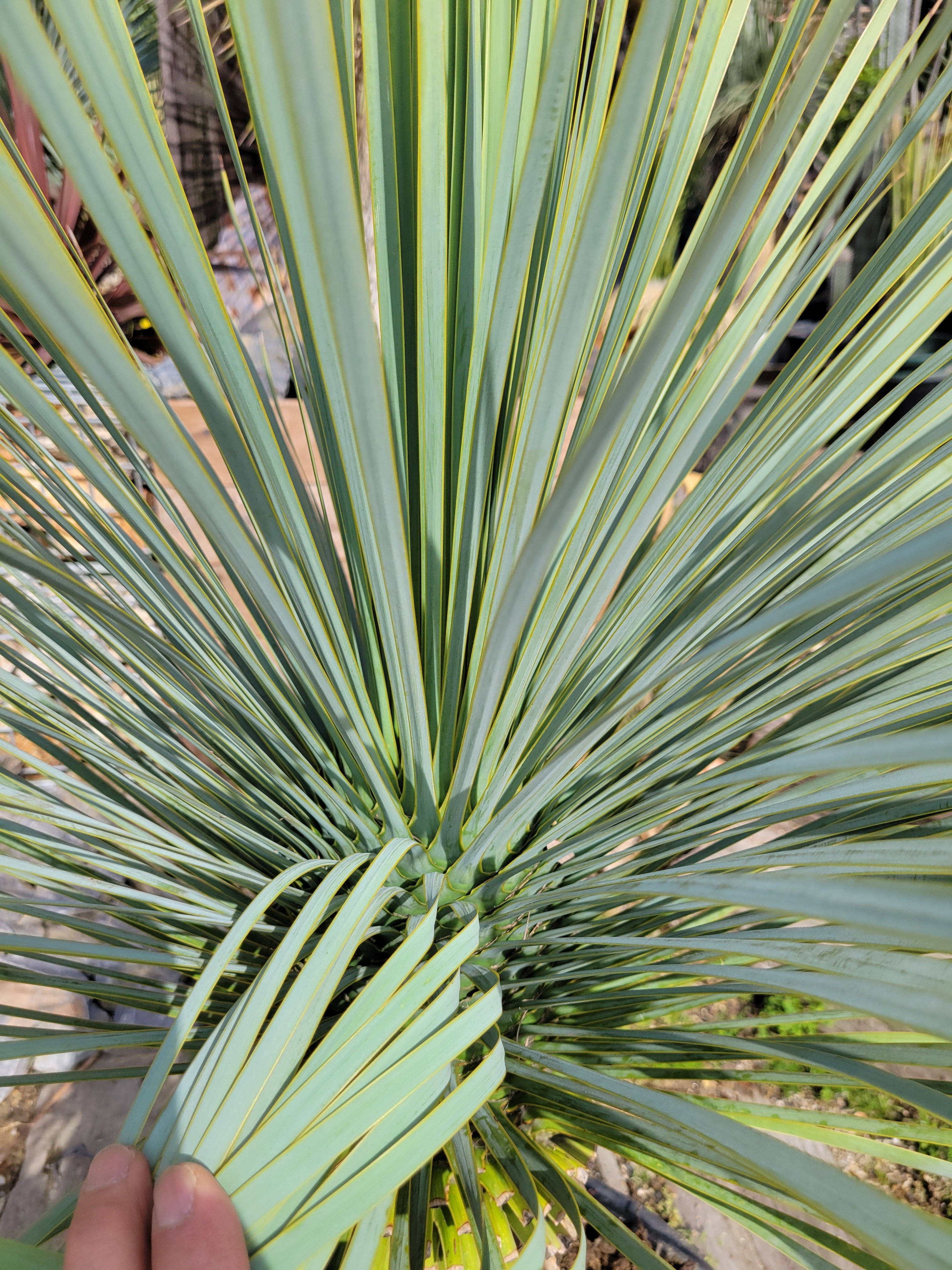 ユッカ ロストラータ Yucca rostrata | ガレージプラス Wood&Works