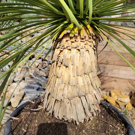 ユッカ ロストラータ　 Yucca rostrata