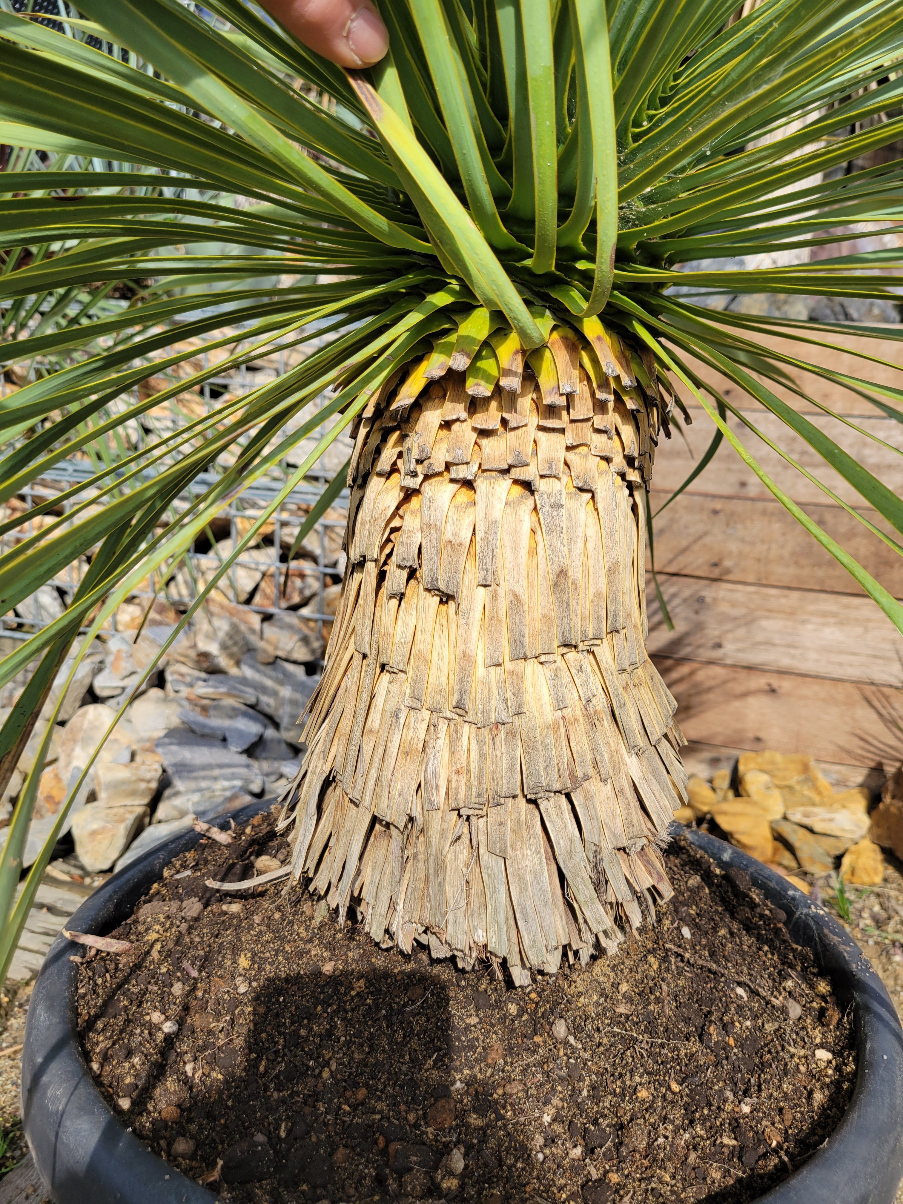 ユッカ ロストラータ Yucca rostrata | ガレージプラス Wood&Works