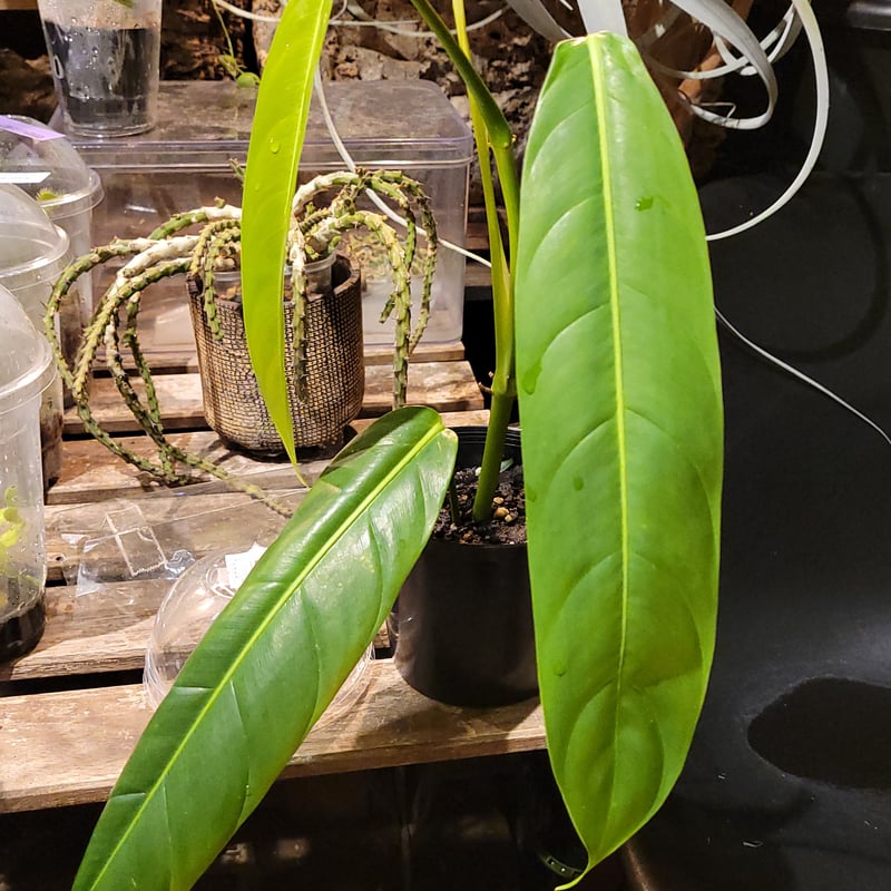 フィロデンドロン パトリシアエ Philodendron 'Patriciae' | ガレージ