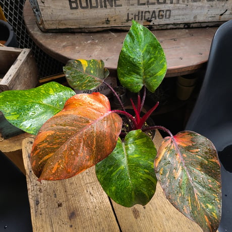 フィロデンドロン　オレンジプリンセス　ギャラクシー Philodendron Orange Princess Galaxy