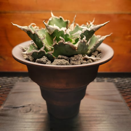 Agave Titanota \"barracuda\" アガベ チタノタ \"バラクーダ\"
