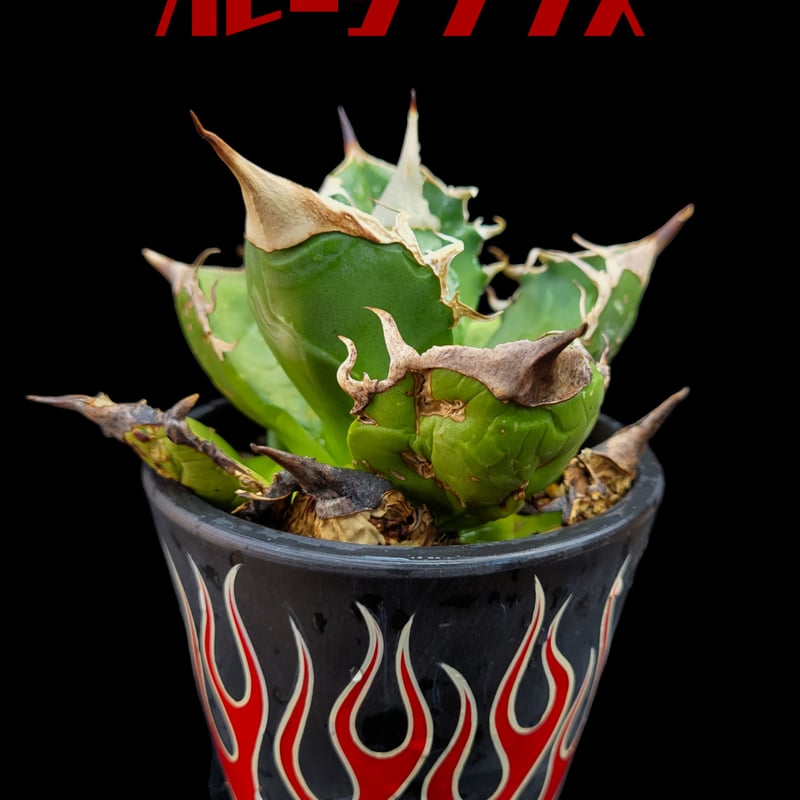 アガベ オアハカ オテロイ実生 150株位トレーごと oaxacaoteroi 【公式