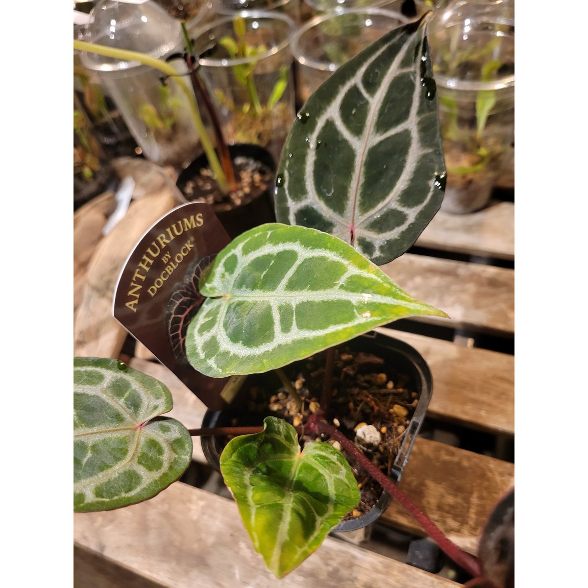 Anthurium 'Michelle' by DOCBLOCK アンスリウム ミシェル |
