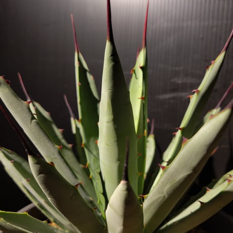 アガベ・マクロアカンサ （Agave  macroacantha）