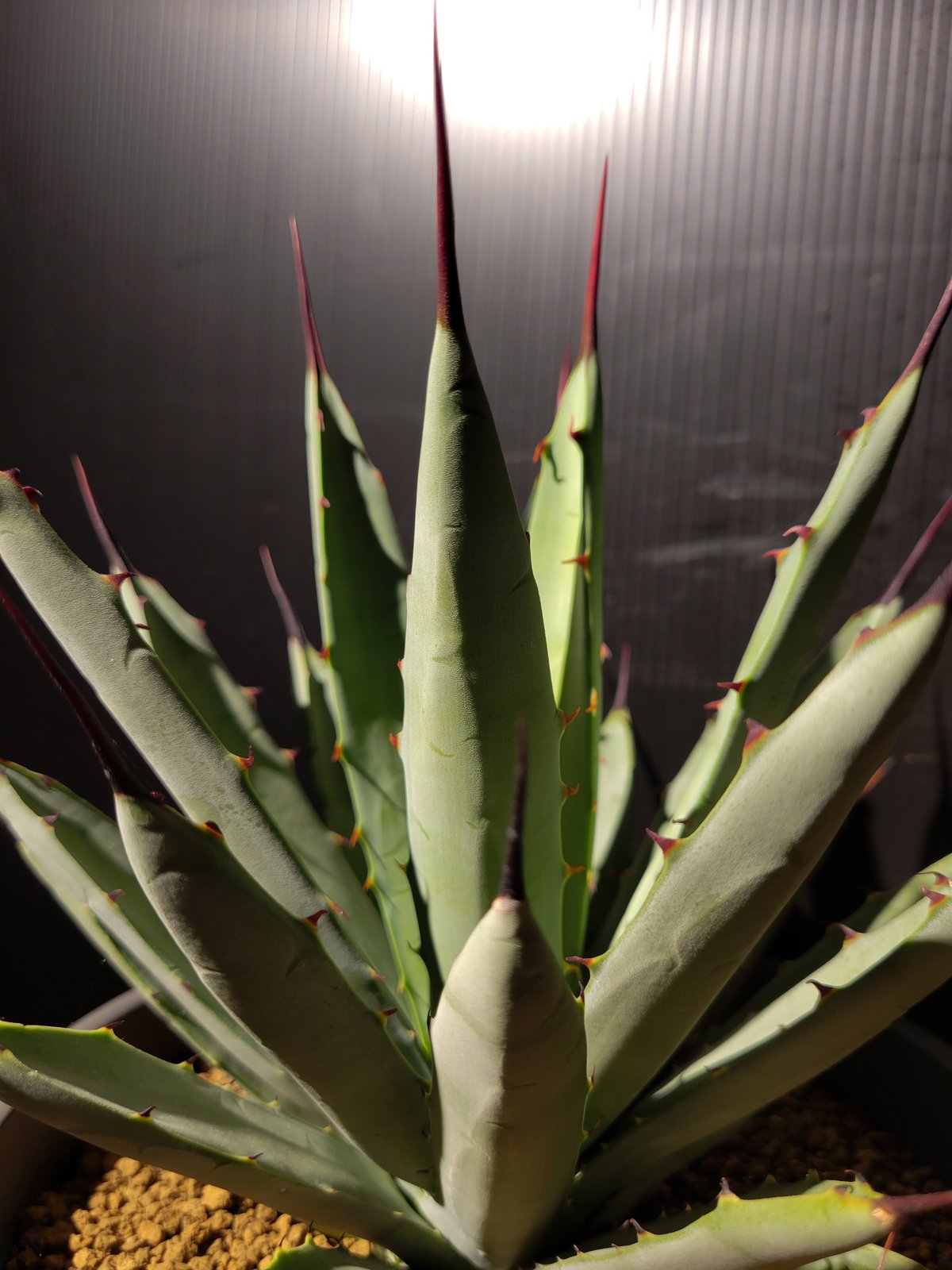 アガベ・マクロアカンサ （Agave macroacantha） | garage＋Wood...