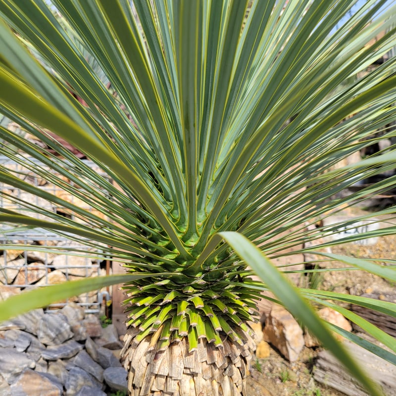 ユッカ ロストラータ Yucca rostrata | ガレージプラス Wood&Works