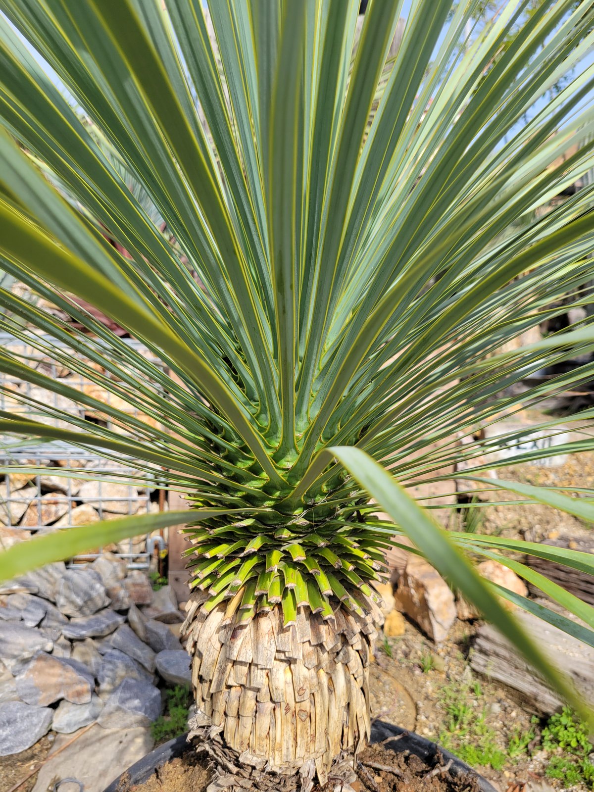 ユッカ ロストラータ Yucca rostrata | ガレージプラス Wood&Works