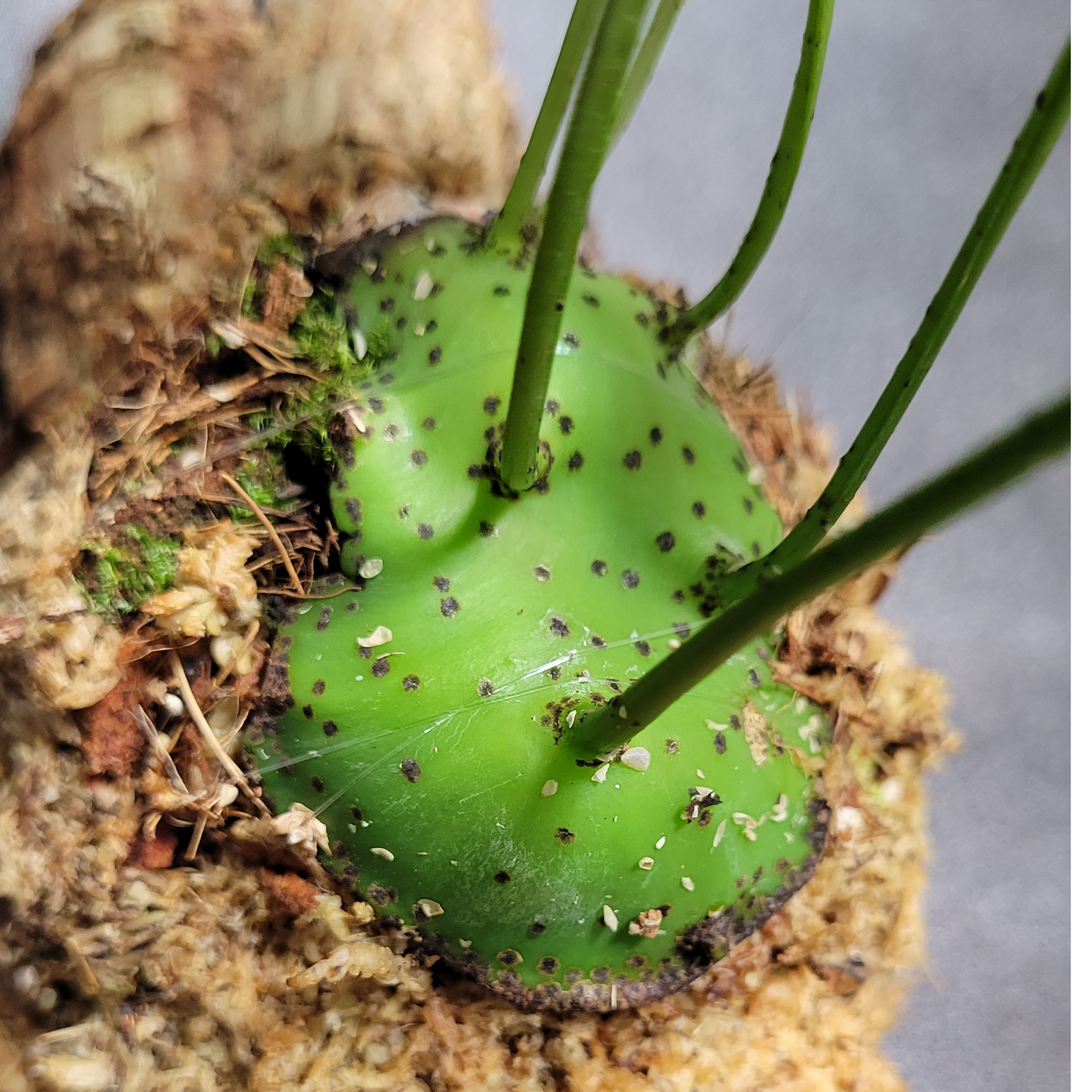 Lecanopteris mirabilis [ レカノプテリス・ミラビリス | ガレージプラ
