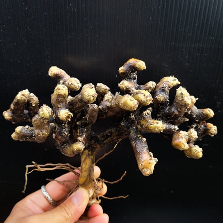 Sarcocaulon multifidum