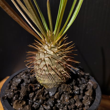 Pachypodium gracilius 実生