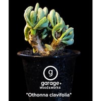 "Othonna clavifolia"
