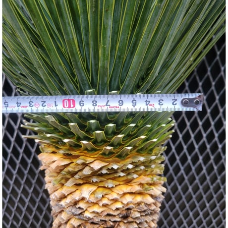 ユッカ ロストラータ　 Yucca rostrata　B