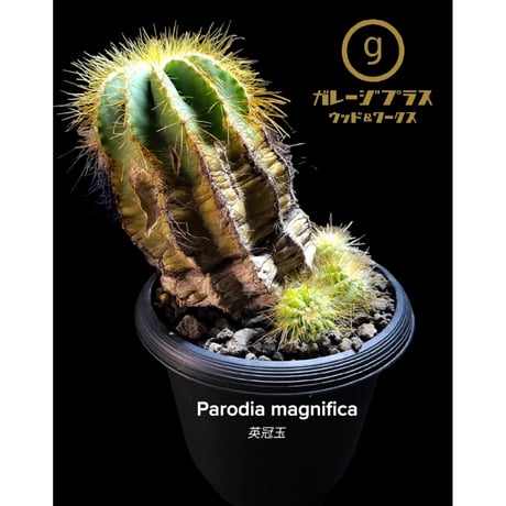 "Parodia magnifica"