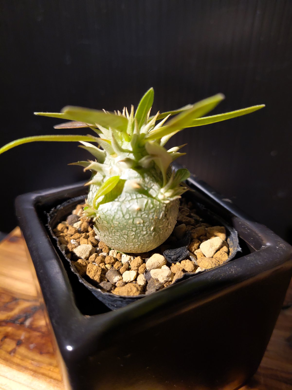 パキポディウム 白花 恵比寿笑い 実生 | ガレージプラス Wood&Works
