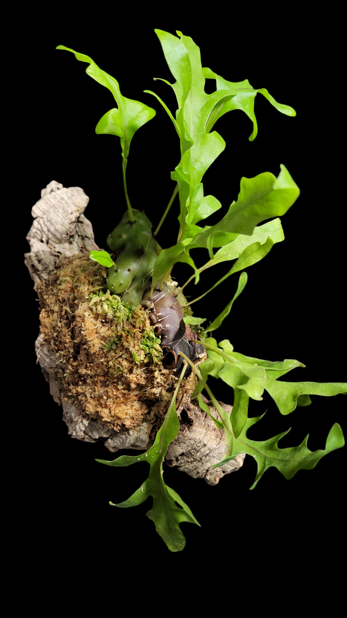 Lecanopteris carnosa Minahasa, Manado, North Su