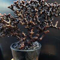 Pelargonium mirabile