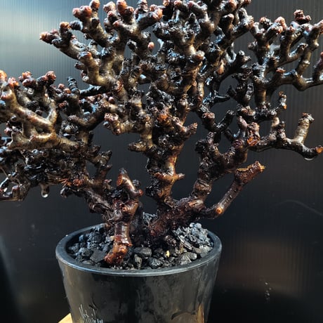 Pelargonium mirabile
