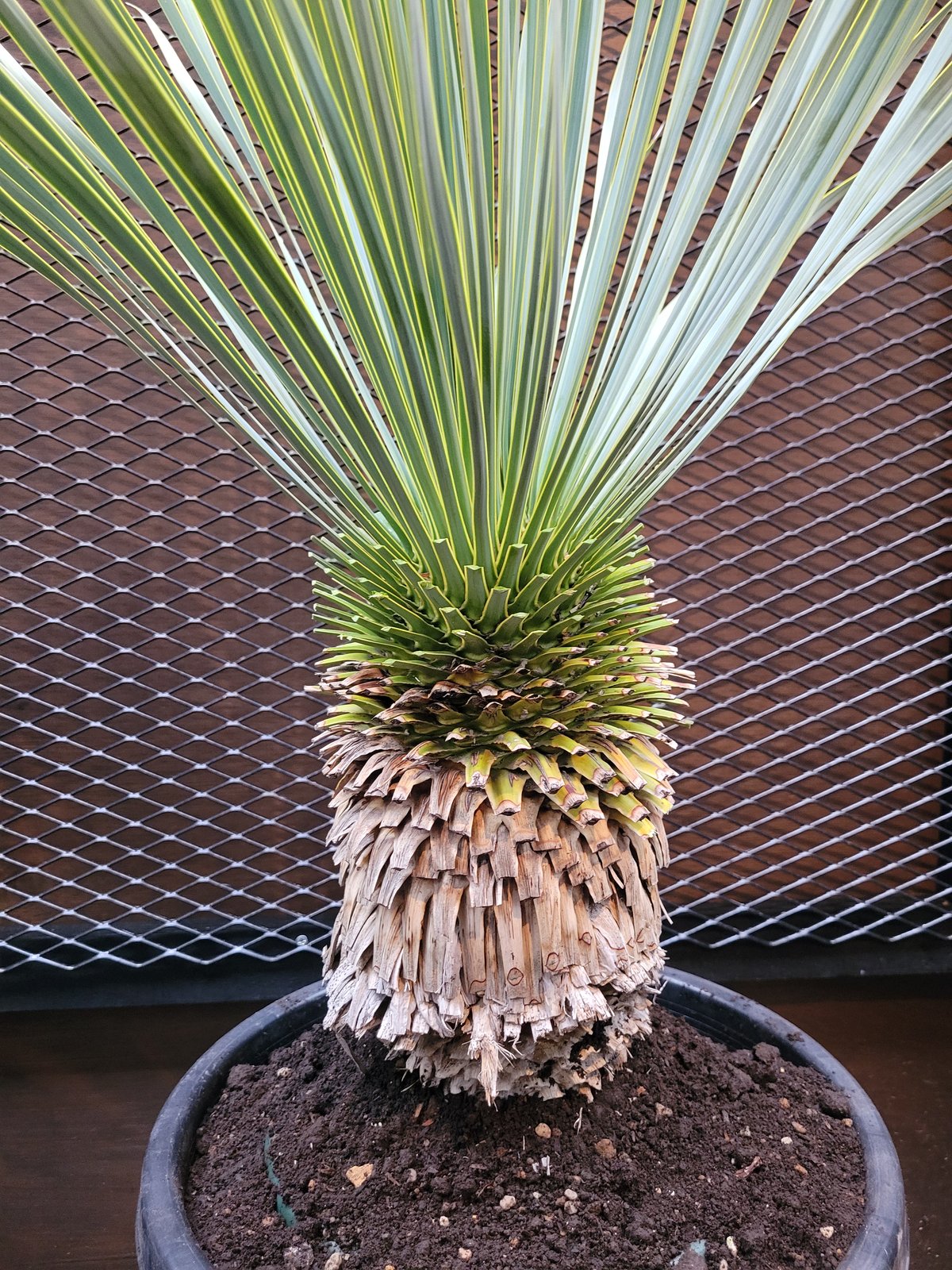 ユッカ　ロストラータ　　2 ユッカ ロストラータ No.2 | mana's farm:塊根植物・アガベ