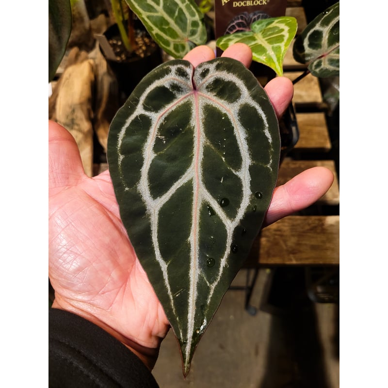 Anthurium 'Michelle' by DOCBLOCK アンスリウム ミシェル |