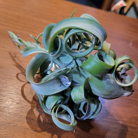 Tillandsia Curly Slim